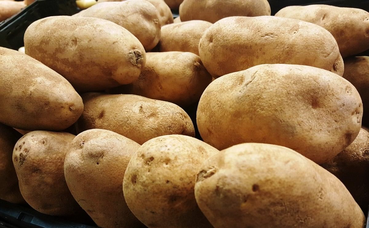 Los aranceles aduaneros sobre las patatas importadas probablemente se suspenderán temporalmte. (Costesía: Fresh Plaza) Los aranceles aduaneros sobre las patatas importadas probablemente se suspenderán temporalmte. (Costesía: Fresh Plaza)