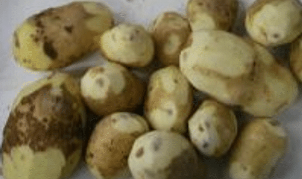  Potatoes damaged by black spots
