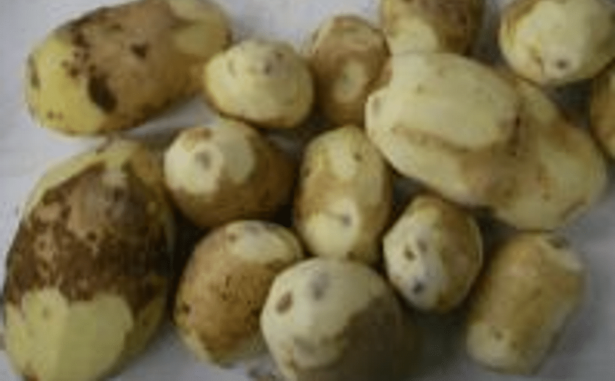 Potatoes damaged by black spots Potatoes damaged by black spots