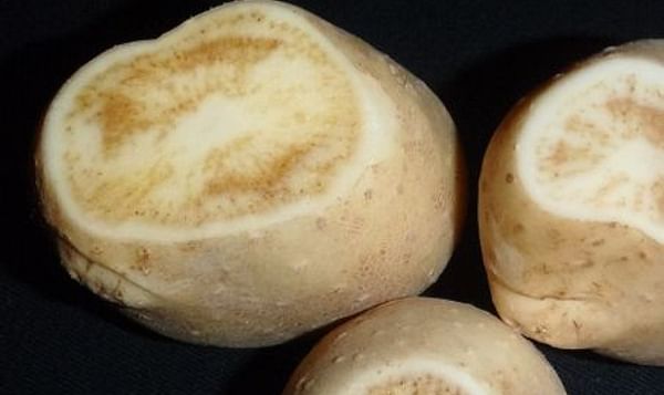  Zebra chip disease affected potato tubers