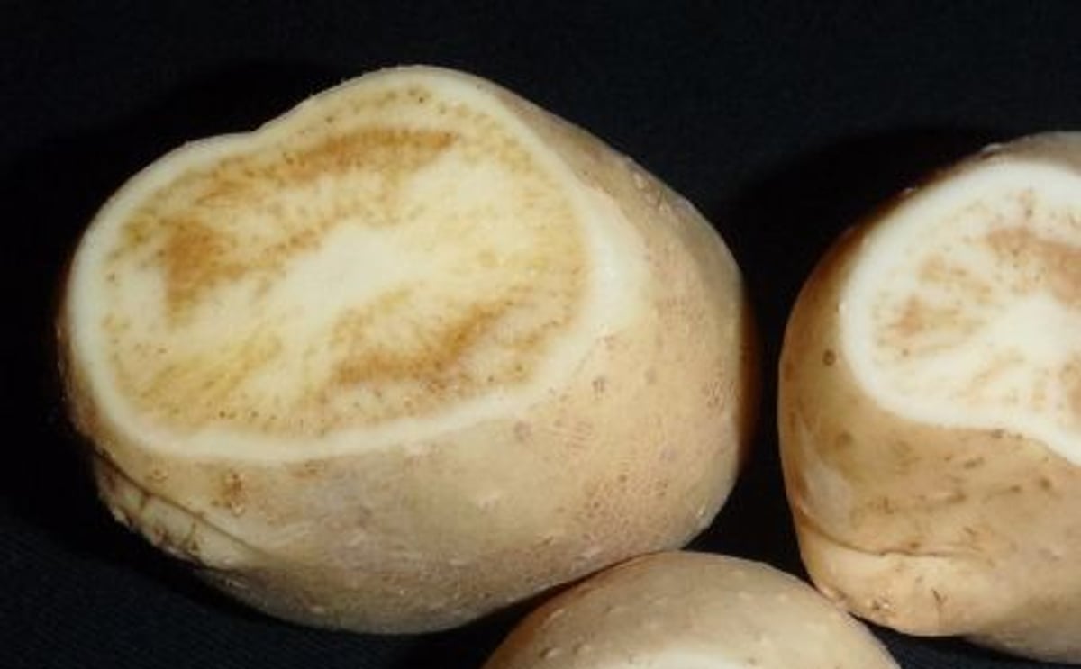 Zebra chip disease affected potato tubers Zebra chip disease affected potato tubers