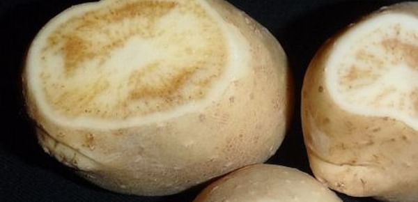  Zebra chip disease affected potato tubers