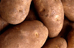 ARS tests powdery scab and black dot resistant potato varieties