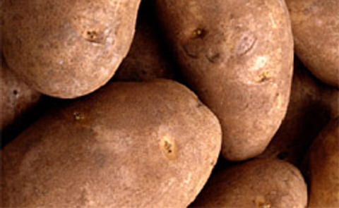 ARS tests powdery scab and black dot resistant potato varieties ARS tests powdery scab and black dot resistant potato varieties