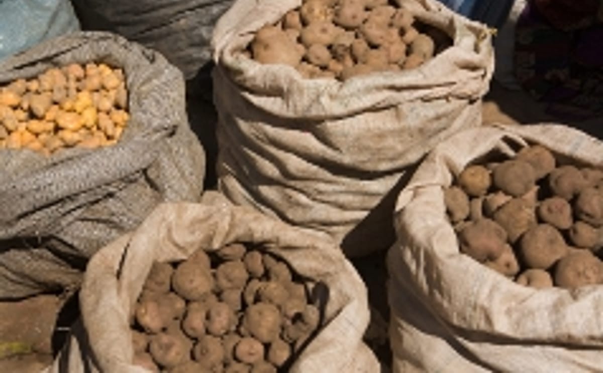 Making the most of potato patrimony Making the most of potato patrimony