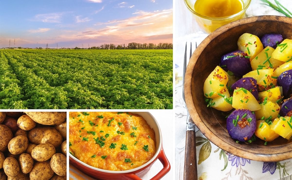 Serving as the global champion for more than 2500 farm families across the United States, Potatoes USA is committed to promoting potatoes in all forms and varieties, including fresh, frozen, chipping dehydrated and seed