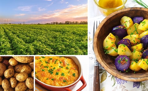 Serving as the global champion for more than 2500 farm families across the United States, Potatoes USA is committed to promoting potatoes in all forms and varieties, including fresh, frozen, chipping dehydrated and seed Serving as the global champion for more than 2500 farm families across the United States, Potatoes USA is committed to promoting potatoes in all forms and varieties, including fresh, frozen, chipping dehydrated and seed