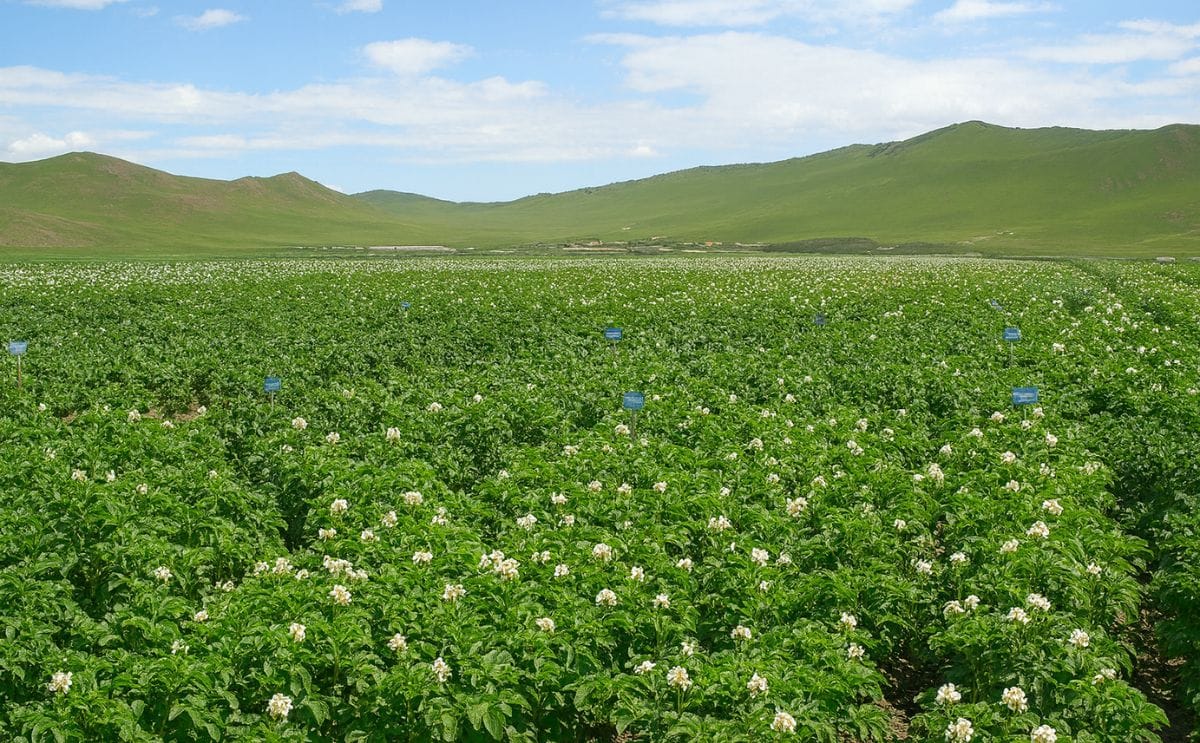 Potato field in Mongolia (Tuv province) Potato field in Mongolia (Tuv province)