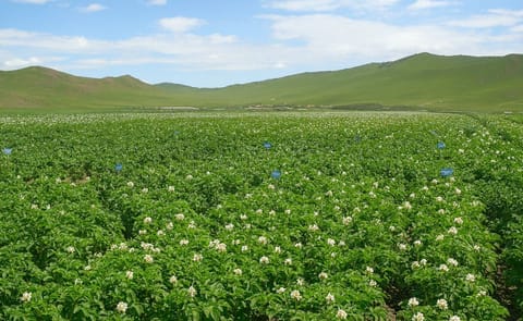 Potato starch and chips factories to open next year in Mongolia Potato starch and chips factories to open next year in Mongolia