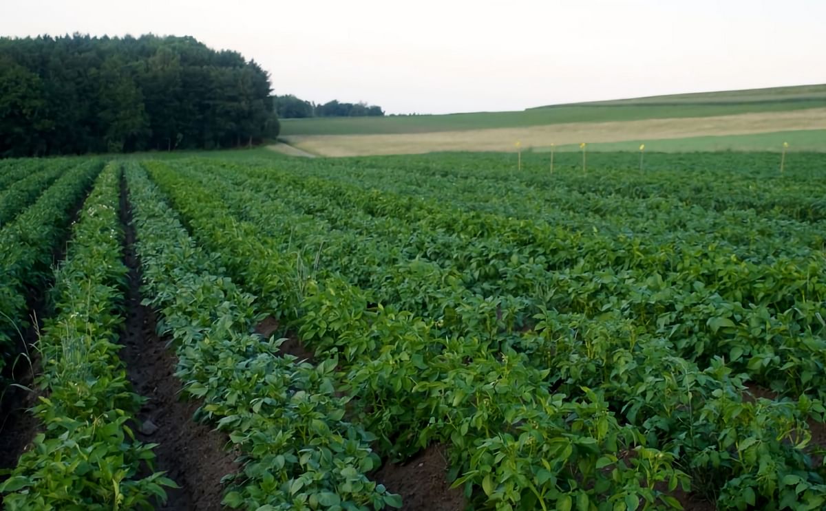 Potato Field in Switzerland Potato Field in Switzerland