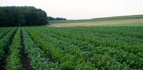 Potato Field in Switzerland