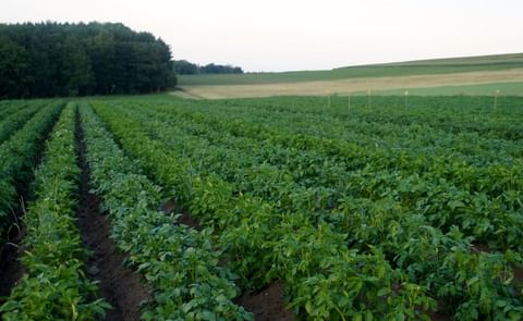 Good potato harvest in Switzerland Good potato harvest in Switzerland