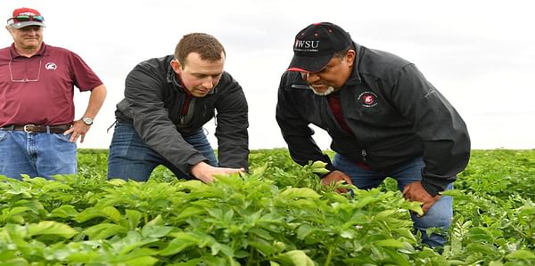 Supported by potato industry stakeholders, Washington State University expands research on soil health