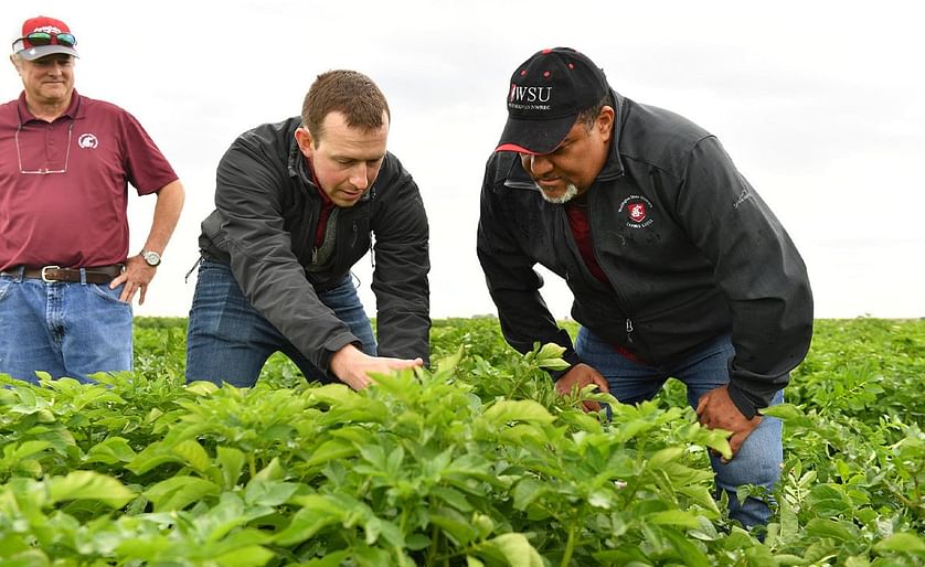 Supported by potato industry stakeholders, Washington State University (WSU) expands research on soil health
