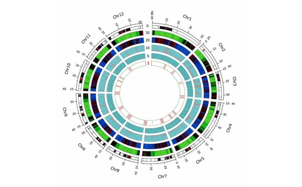 El hallazgo del código genético de la papa permitirá crear más variedades
