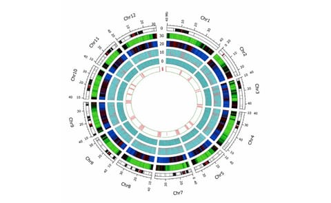 El hallazgo del código genético de la papa permitirá crear más variedades El hallazgo del código genético de la papa permitirá crear más variedades
