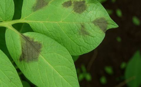 Potato Blight leaf Potato Blight leaf