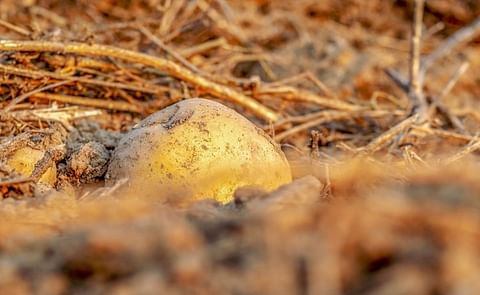 Researchers identify new resistance genes protecting potato against Phytophthora infestans
Researchers identify new resistance genes protecting potato against Phytophthora infestans