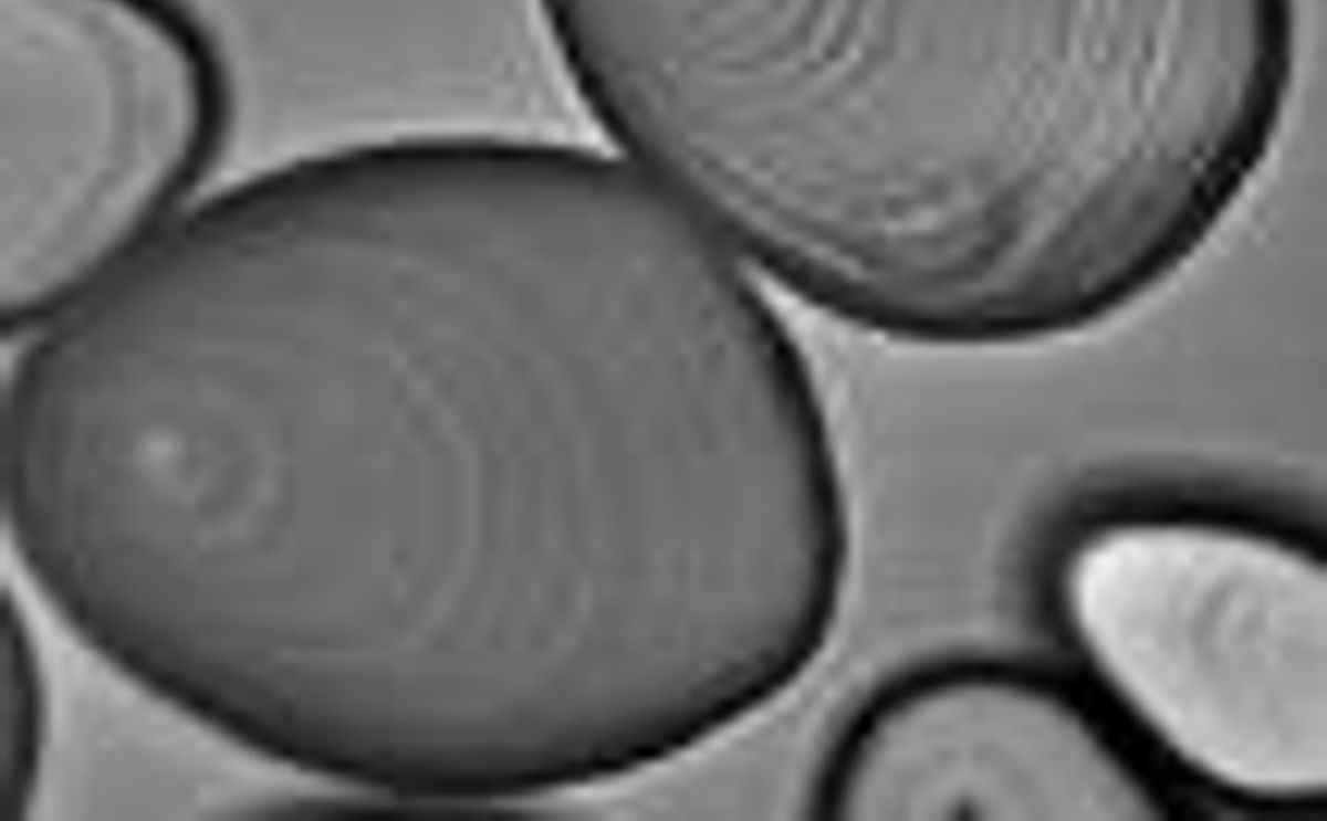 potato starch granules potato starch granules