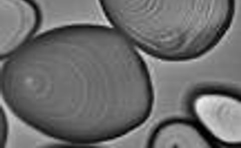 Thai study links starch granule size to starch blend properties Thai study links starch granule size to starch blend properties