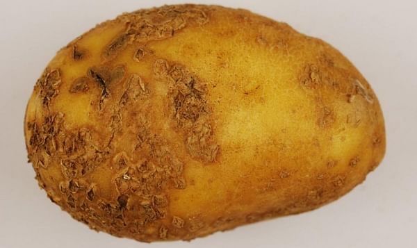 What was behind Australia’s potato shortage? Wet weather and hard-to-control diseases