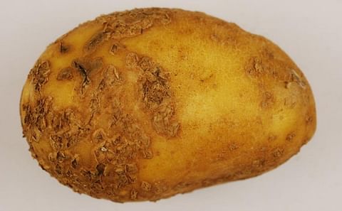 Powdery scab can severely reduce the quality and marketability of seed, fresh market and processing potatoes