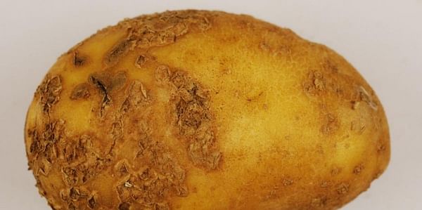 What was behind Australia’s potato shortage? Wet weather and hard-to-control diseases