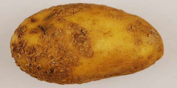 Do some potato-growing soils suppress powdery scab?