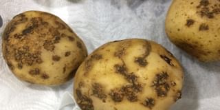 Powdery Scab Powdery Scab