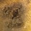 Powdery Scab