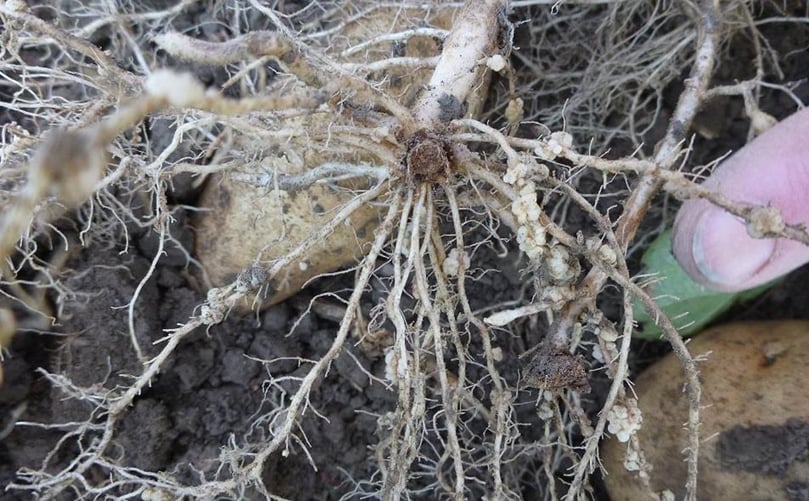 The powdery scab pathogen (Spongospora subterranea) reduces tuber yields by disrupting root function (water and nutrient uptake) in actively growing potato plants and causes severe galling on roots. The powdery scab pathogen (Spongospora subterranea) reduces tuber yields by disrupting root function (water and nutrient uptake) in actively growing potato plants and causes severe galling on roots.