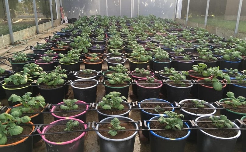 An extensive greenhouse pot trial has been completed, where the different soils were each placed in large (35 litre) pots which were then either inoculated with Spongospora or left uninoculated. An extensive greenhouse pot trial has been completed, where the different soils were each placed in large (35 litre) pots which were then either inoculated with Spongospora or left uninoculated.