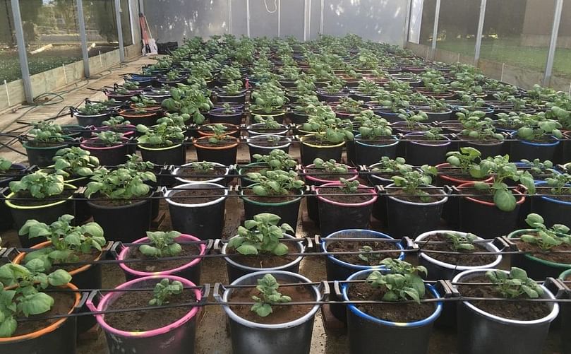 An extensive greenhouse pot trial has been completed, where the different soils were each placed in large (35 litre) pots which were then either inoculated with Spongospora or left uninoculated. An extensive greenhouse pot trial has been completed, where the different soils were each placed in large (35 litre) pots which were then either inoculated with Spongospora or left uninoculated.
