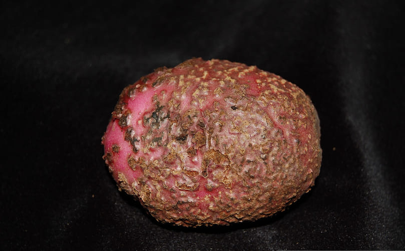 Characteristic Signs and Symptoms of Potato Powdery Scab