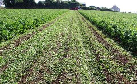 FAO: Doubling global potato production in 10 years is possible FAO: Doubling global potato production in 10 years is possible