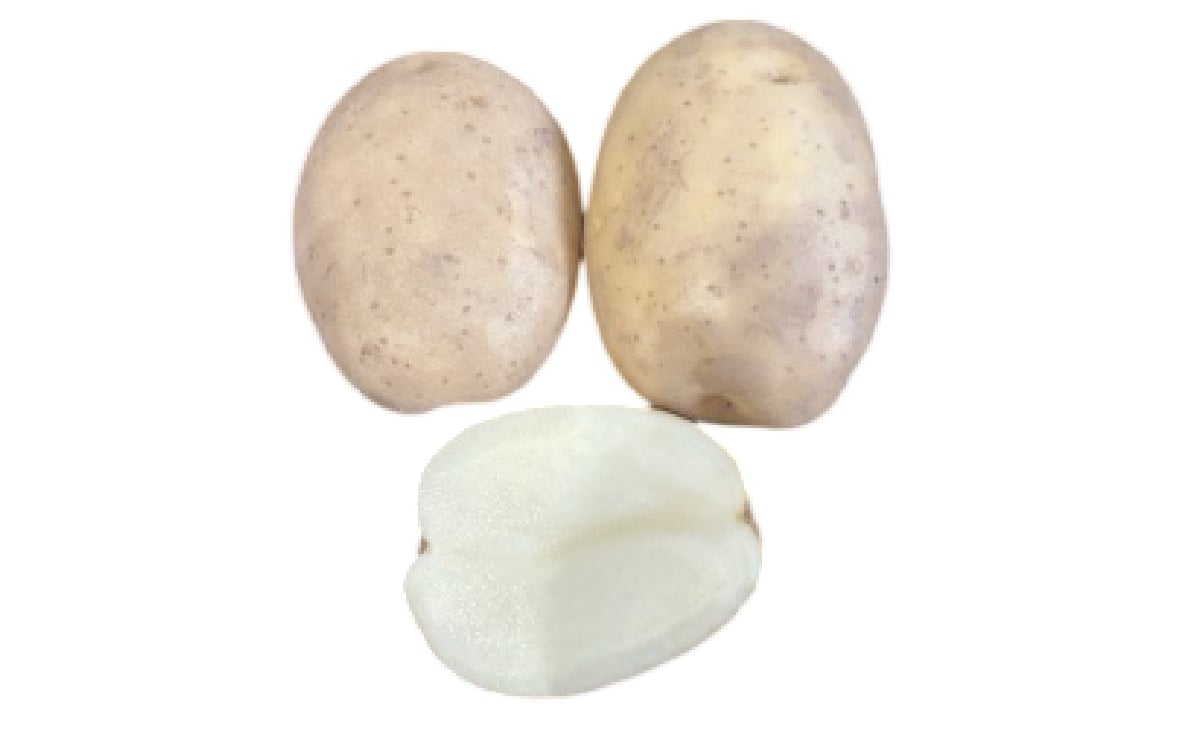 Punjab Potato 101 (PP-101)
