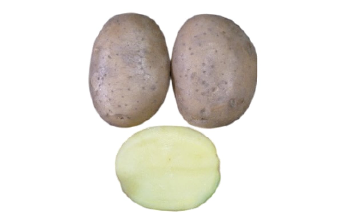 Punjab Potato 102 (PP-102)