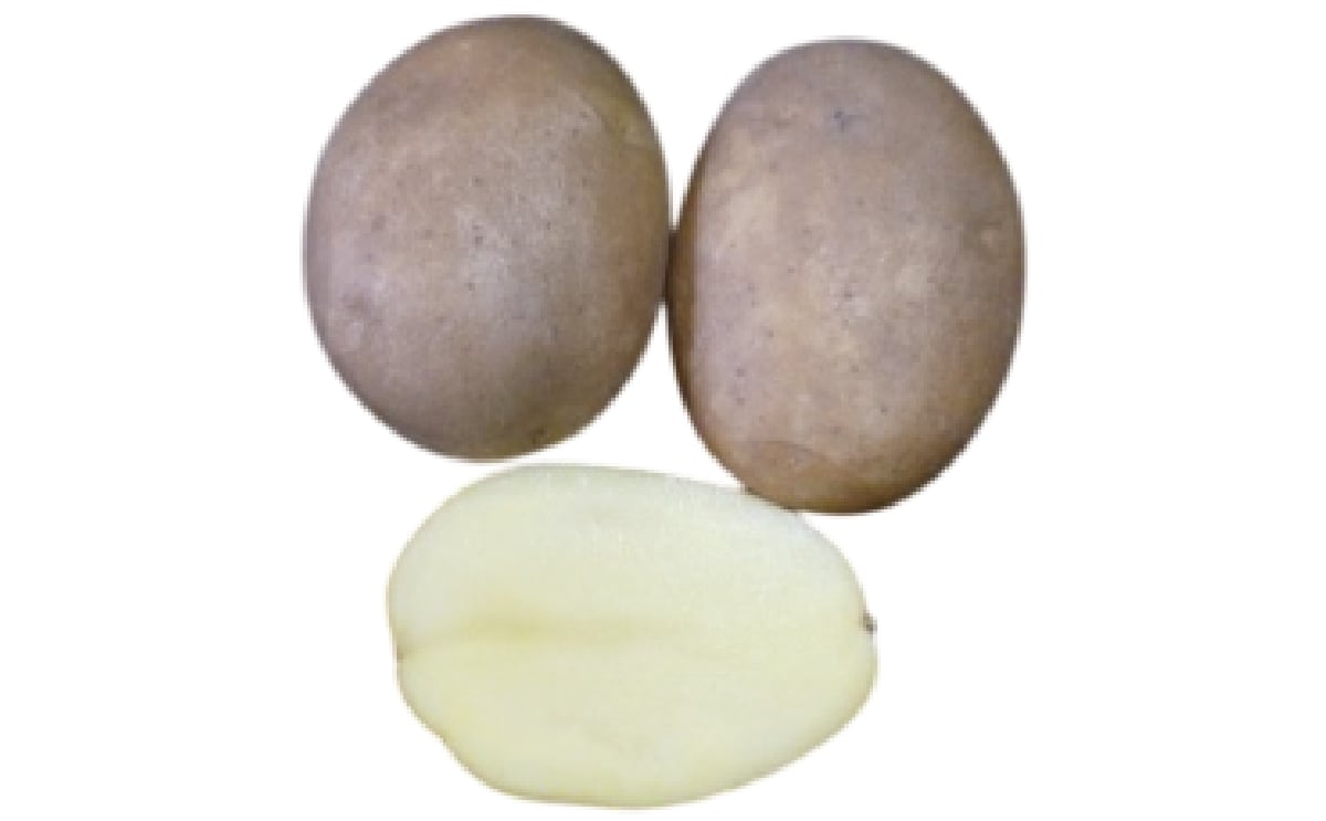 Punjab Potato 103 (PP-103)