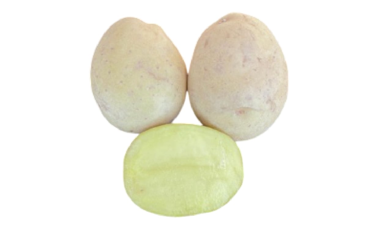 Punjab Potato 104 (PP-104)