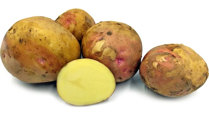 PRAIRIE BLUSH PRAIRIE BLUSH