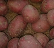 New Red Skin Potatoes at Fredericton Potato research Centre  