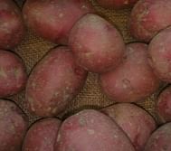 New Red Skin Potatoes at Fredericton Potato research Centre 