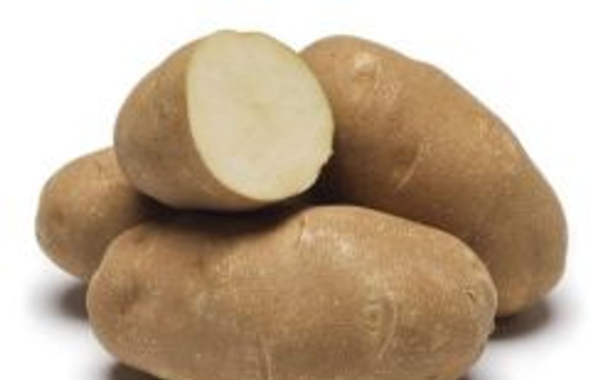 Premier Russet Premier Russet