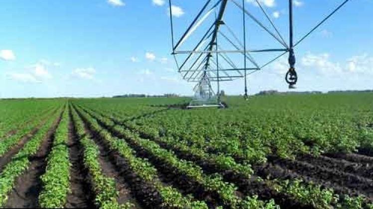 Argentina: Preocupación de productores de papa por la baja rentabilidad en Córdoba 