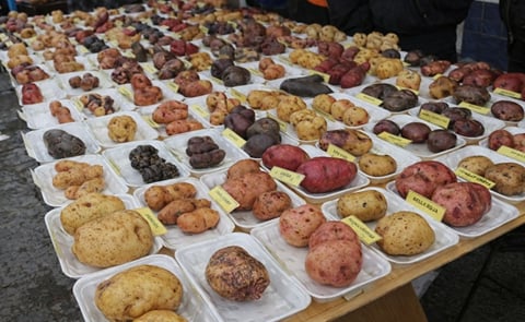 Presentan más de 200 variedades de papa en feria ecuatoriana Presentan más de 200 variedades de papa en feria ecuatoriana