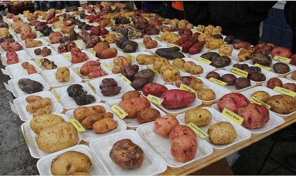 Presentan más de 200 variedades de papa en feria ecuatoriana