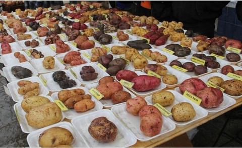 Presentan más de 200 variedades de papa en feria ecuatoriana Presentan más de 200 variedades de papa en feria ecuatoriana