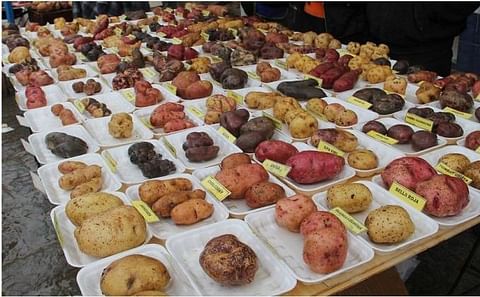 Presentan más de 200 variedades de papa en feria ecuatoriana Presentan más de 200 variedades de papa en feria ecuatoriana