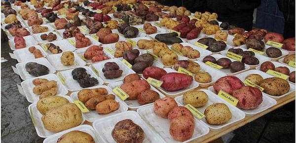 Presentan más de 200 variedades de papa en feria ecuatoriana