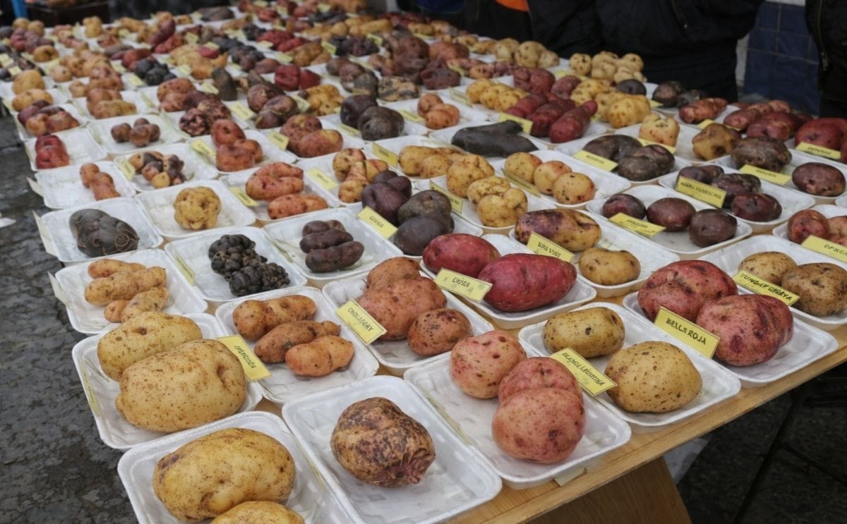Presentan más de 200 variedades de papa en feria ecuatoriana Presentan más de 200 variedades de papa en feria ecuatoriana